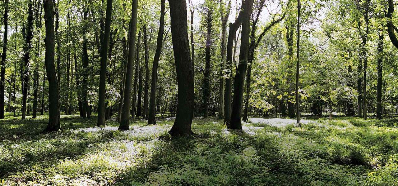 Tall trees cast dappled sunlight onto a lush green forest floor, while shafts of light filter through dense foliage; quiet woodland clearing extends into distance.