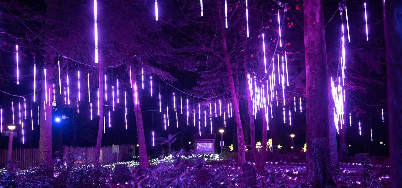 Enchanted Light Garden with trees lit up by strings of lights