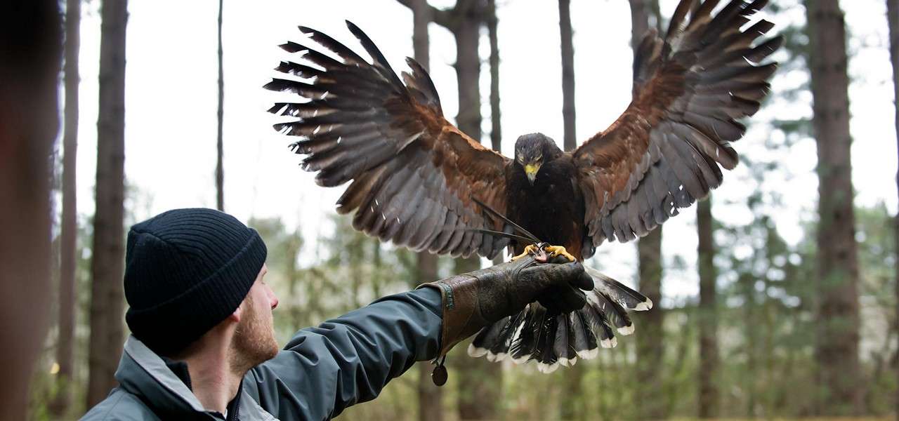 Hawk lands with wings spread on a falconer’s gloved arm; the handler looks up, wearing a beanie, among tall pine trees in a forest.