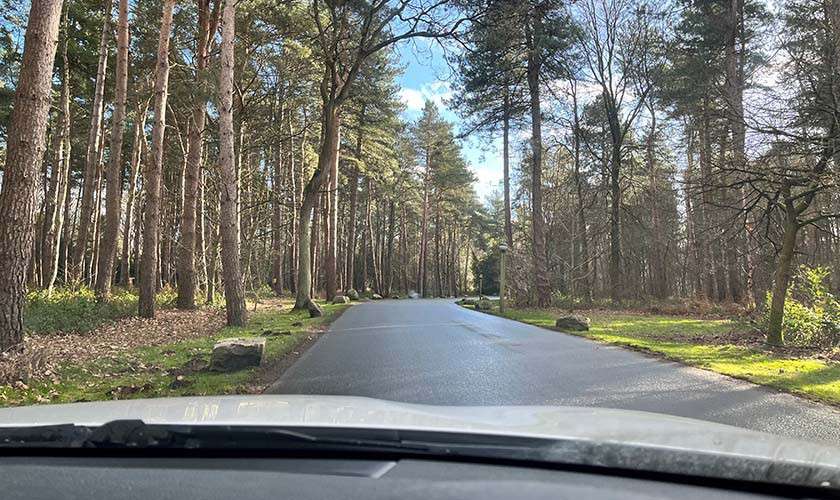 Forest out of the car window