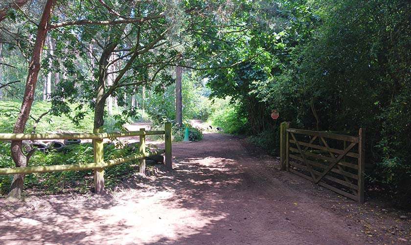 Dirt path extends forward, passing a wooden fence and open farm-style gate, under leafy tree canopy, leading into a sunlit forest area with ferns and scattered shadows.