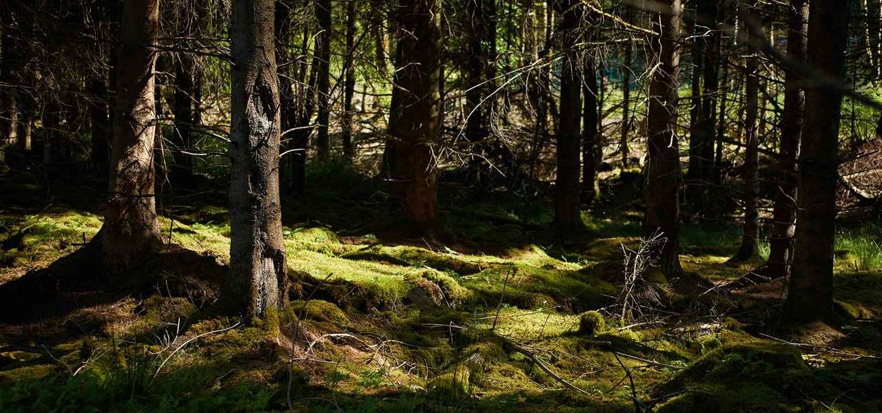 Tall conifer trunks cast shadows, sunlight filtering through branches onto a moss-covered forest floor, with scattered twigs and undergrowth in a dense, quiet woodland.