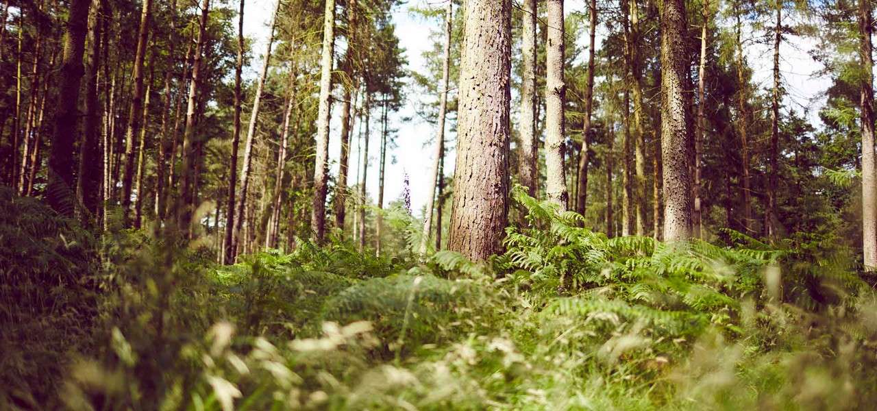 Forest setting
