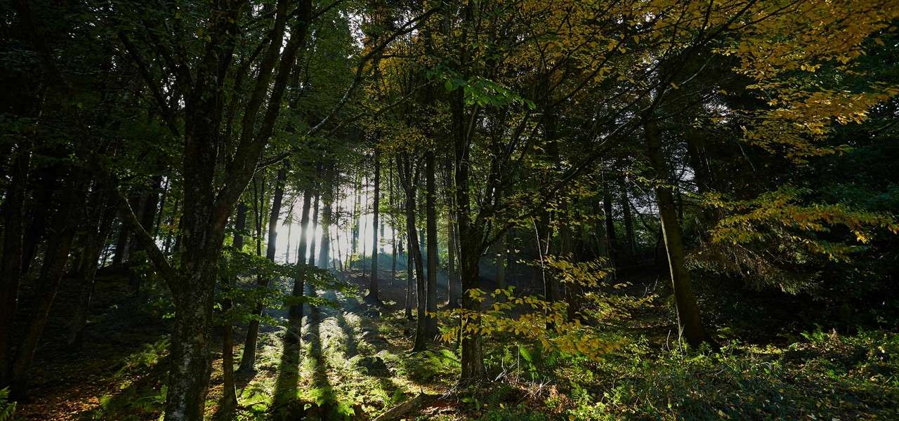 Sunbeams pierce tall trees, casting long shadows across a mossy, leaf-strewn forest floor. The mixed green-and-yellow canopy frames a quiet woodland slope in soft morning light.
