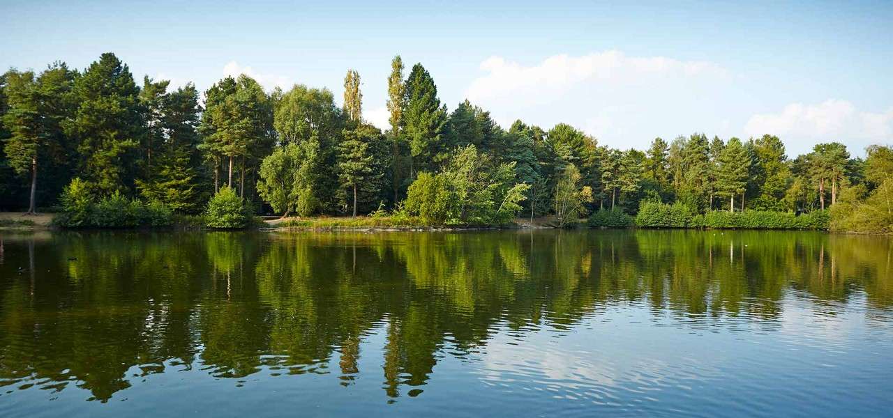 Lake with forest in the background