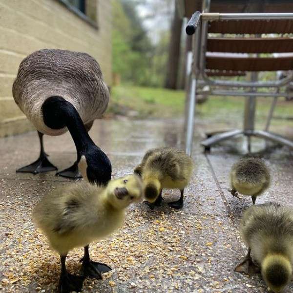 A duck and ducklings staring at the camera