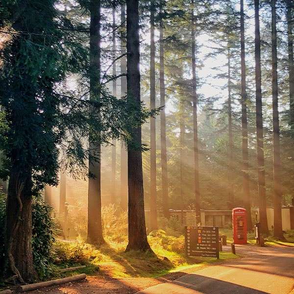 Sun shining through the trees in the forest 