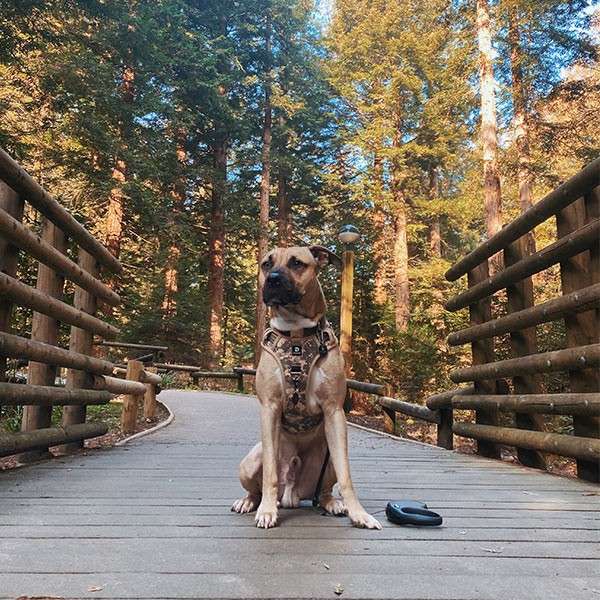 Dog sits alertly on a wooden footbridge, leash on ground, surrounded by tall forest trees in daylight, with railings and a lamppost lining a winding park path.