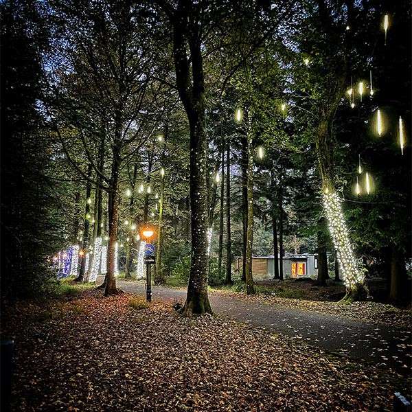 Lights in trees at dusk 