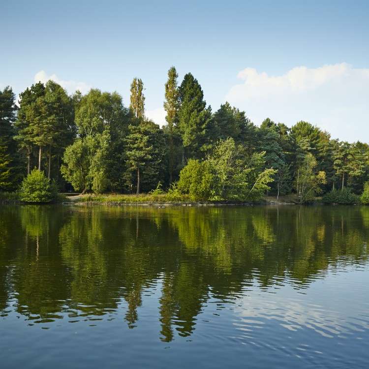 Trees line a lakeshore, casting green reflections on calm water, while gentle ripples disturb the mirror image; context: a quiet forest setting beneath a clear blue sky with light clouds.