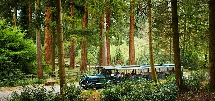 The Land Train through Longleat Forest.