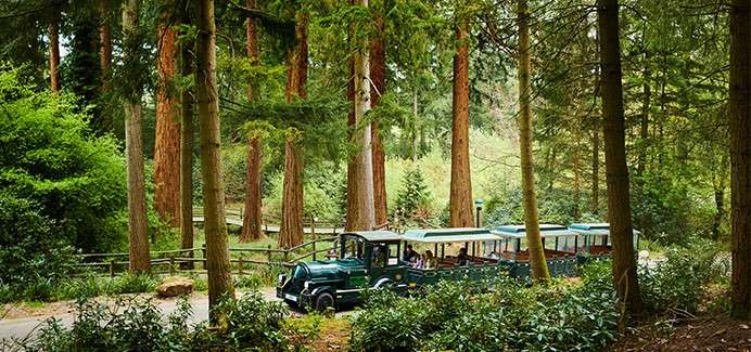 A green open-air tourist tram carries seated passengers along a winding paved path, surrounded by tall conifer trees, wooden fences, and dense undergrowth in a tranquil forest park.