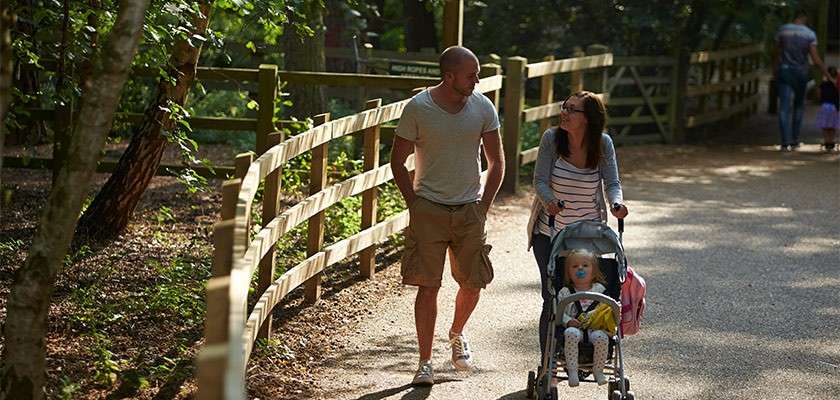 Parents walk and push a stroller with a toddler, conversing along a sunlit, tree-lined path bordered by wooden fences, with other visitors strolling in the background.