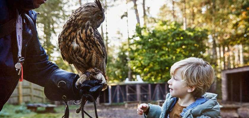 Man holding an owl in front of a young boy.