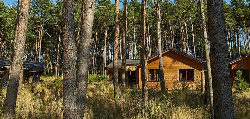 Wooden cabins sit nestled among tall pine trees, sunlight filtering through trunks, while tall grasses and undergrowth fill the foreground, with additional cabins partially visible in the shaded forest background.