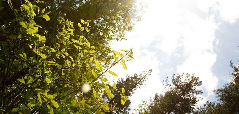 Green leaves reach upward, backlit by bright sun. Surrounding tall trees frame a partly cloudy sky, with lens flare and high contrast.