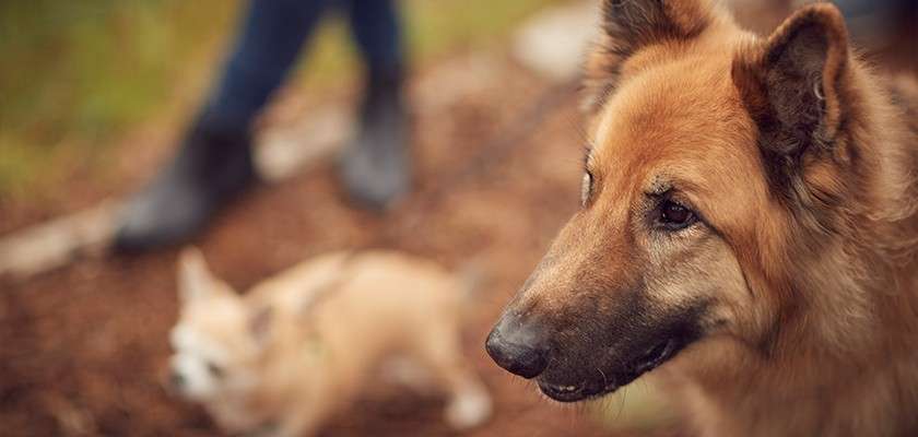Large tan dog faces right, gazing alertly; in the background, a small dog and a person’s legs appear blurred, outdoors on mulch with greenery.
