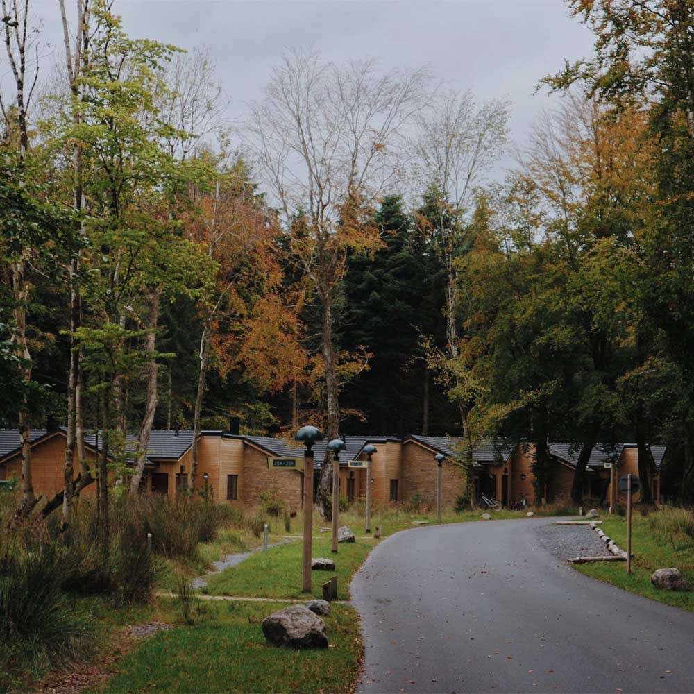 Wooden cabins line a winding paved lane, nestled among tall autumn trees; signposts and scattered rocks border grassy verges in a quiet forest retreat under overcast skies.