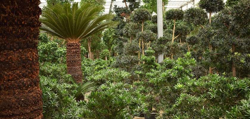 Tropical plants in the Subtropical Swimming Paradise