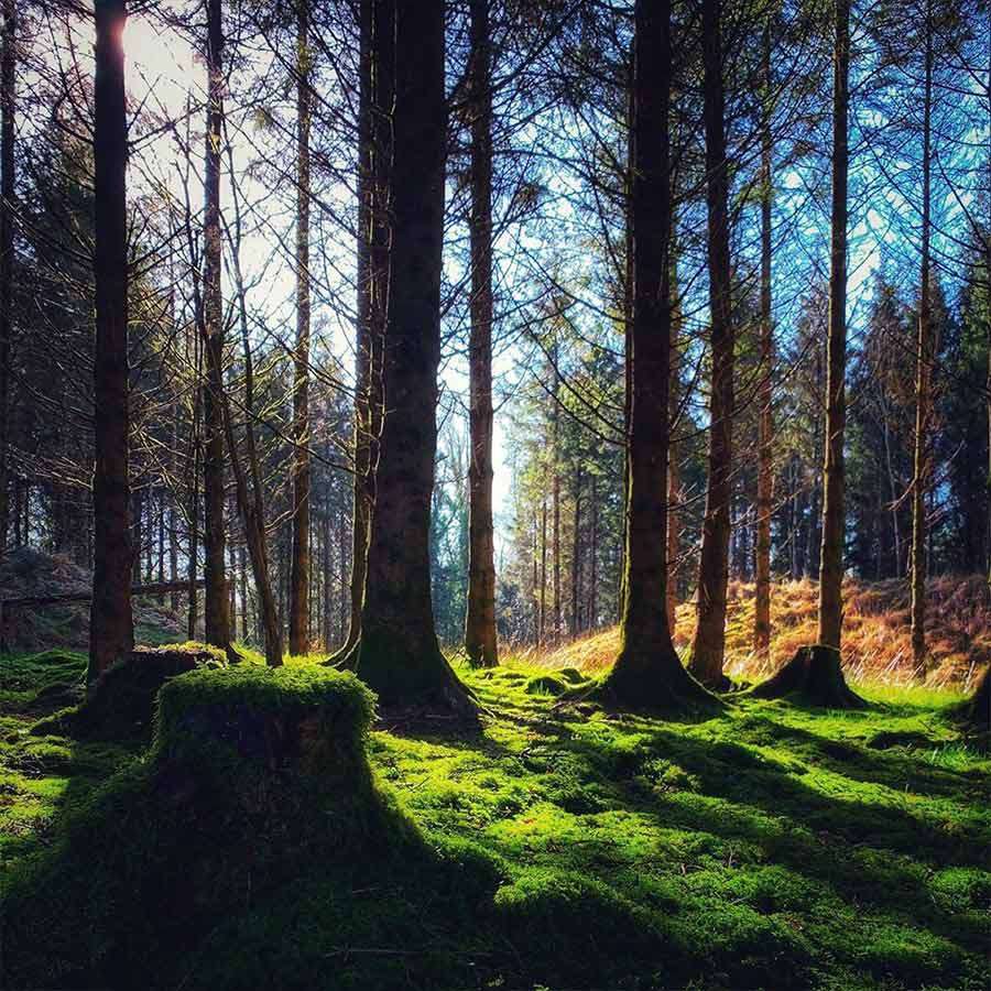 Sunlight filters through tall conifer trunks, casting long shadows across bright green moss and tree stumps in a tranquil forest clearing, with dense trees surrounding and a bright sky beyond.
