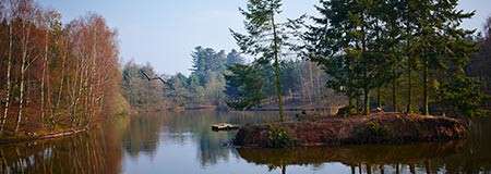 A calm lake reflects surrounding trees; a small, pine-topped island juts from the shore while a bird glides overhead, set within a quiet, misty forest under a pale blue sky.