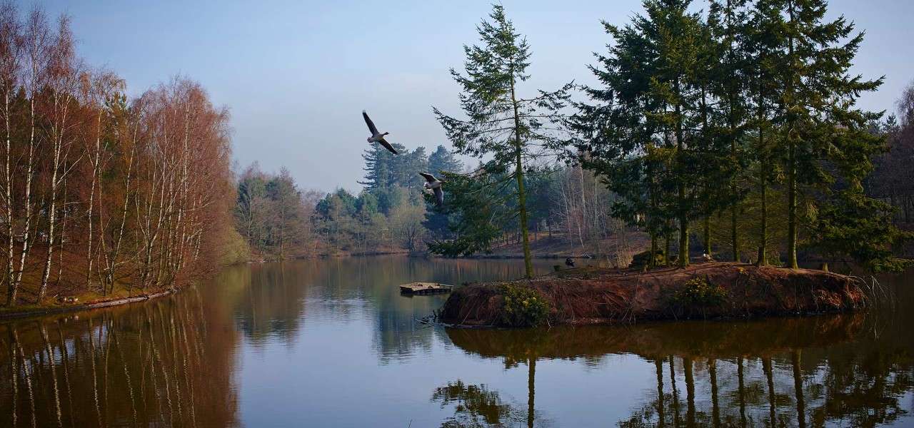 View of lake with trees surrounding and two birds flying through the sky