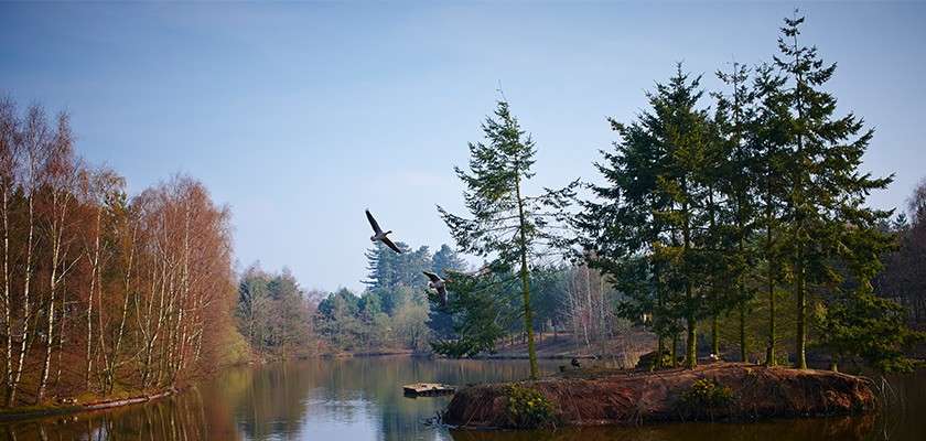 Two ducks fly over a calm lake, passing evergreen trees on a small island, with birches and distant forest lining the shore under a clear blue sky.