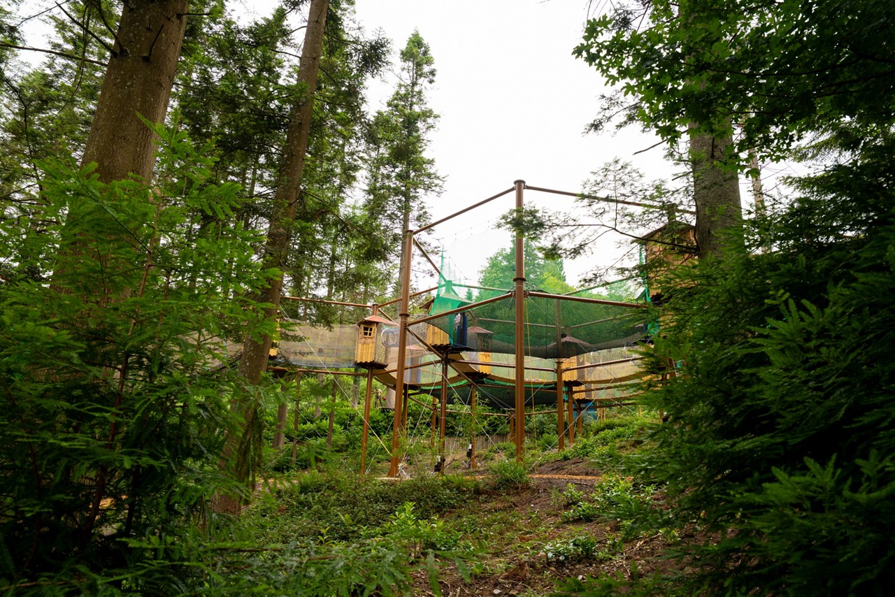 Adventure Nets course suspended in the trees.