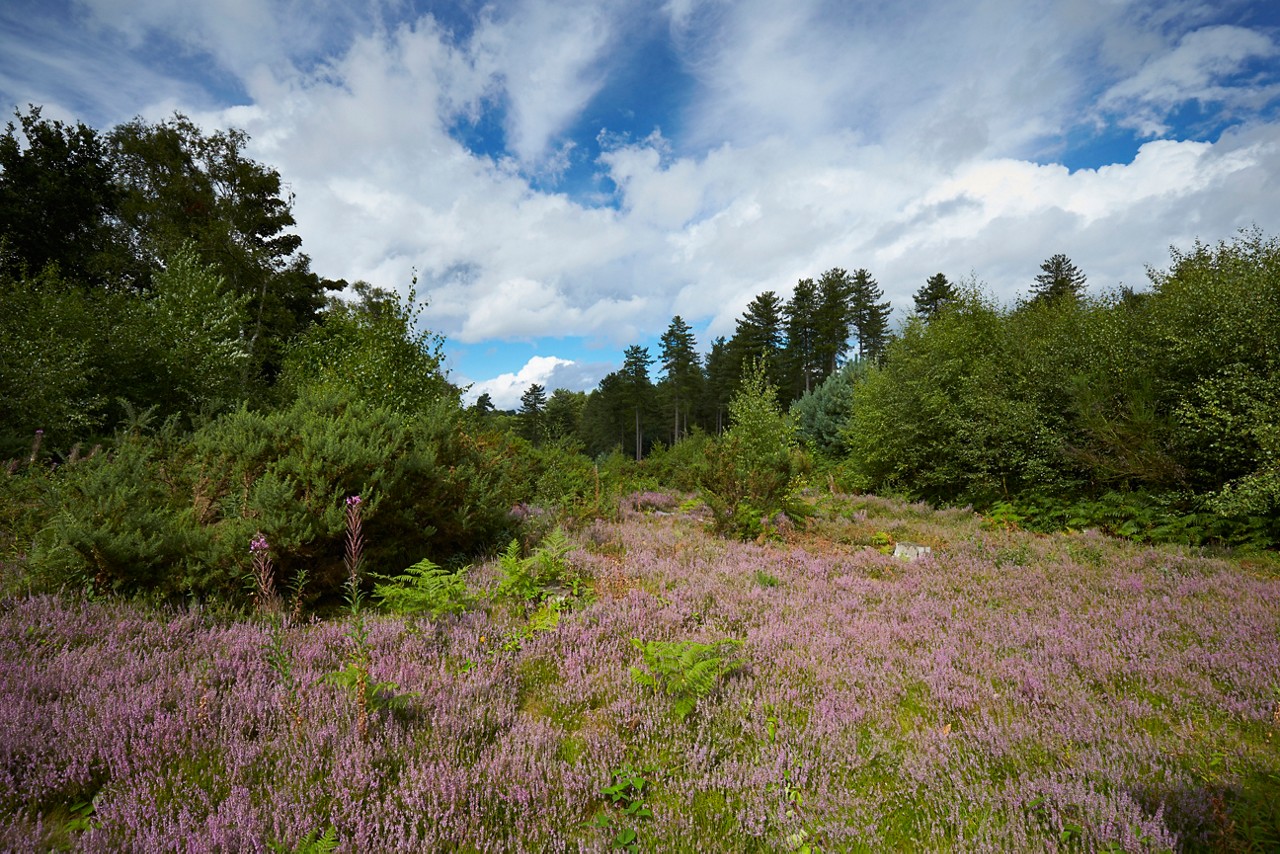 A wildflower meadow