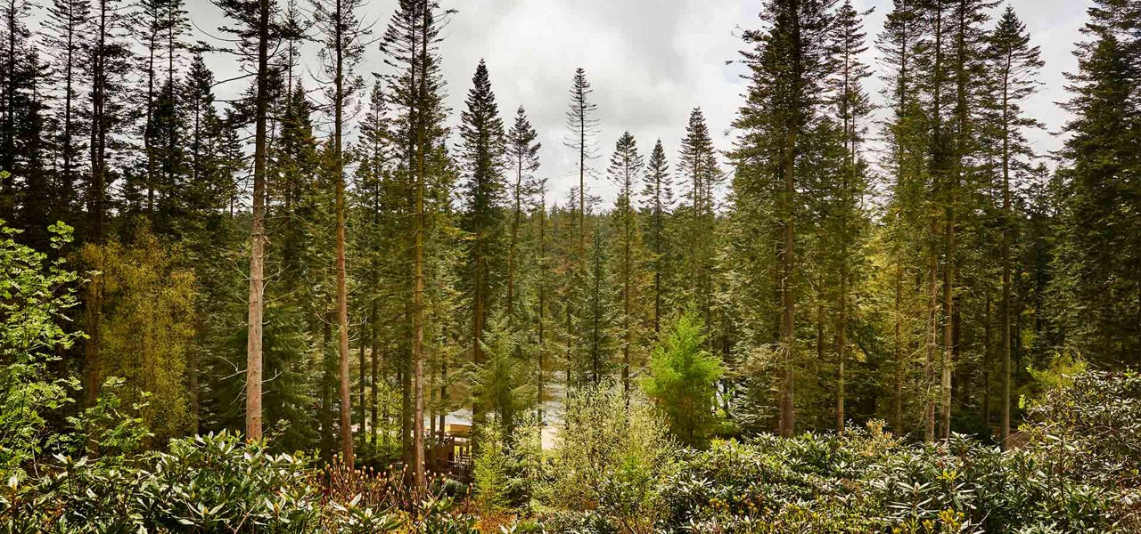 A view of trees in the forest